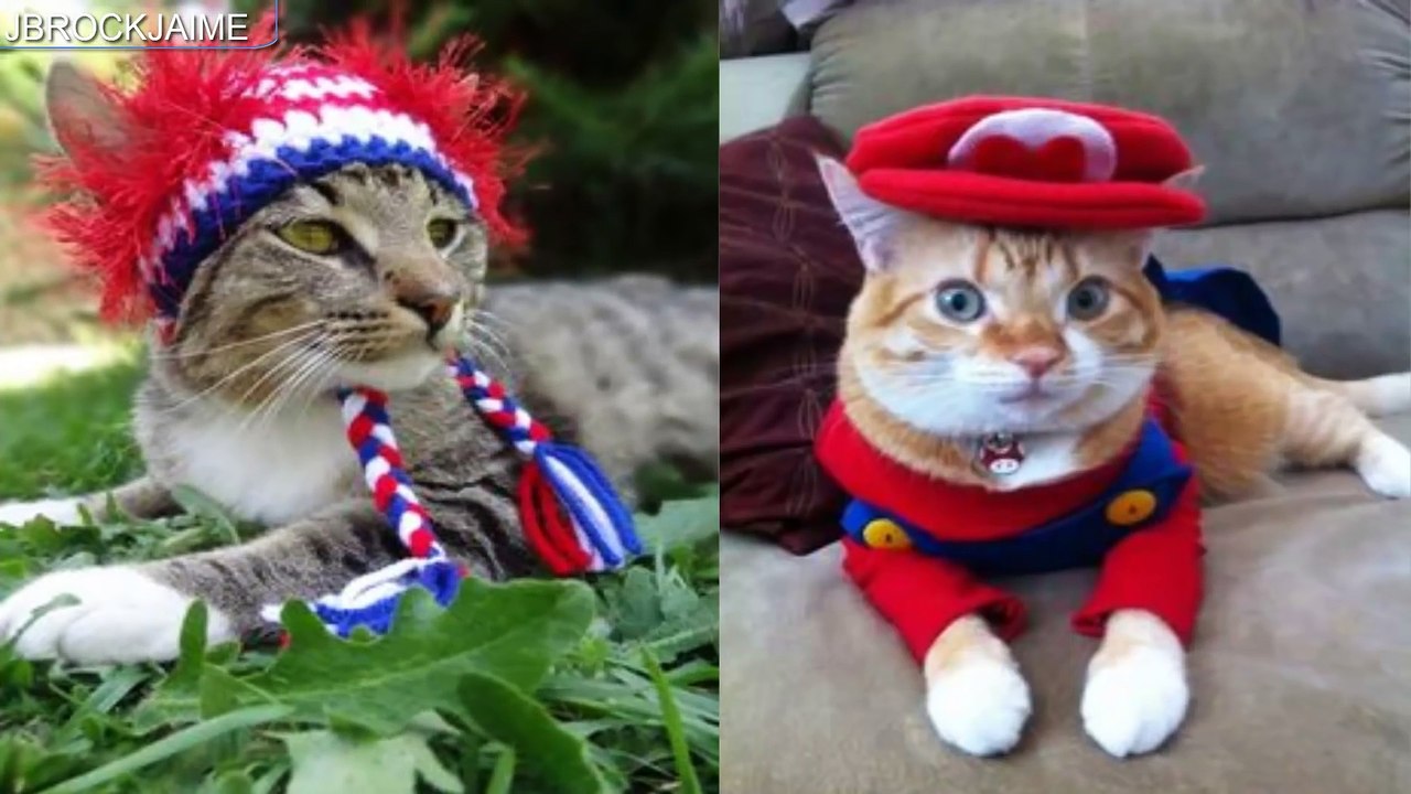 Przebrani śmieszne koty i kocięta przetargu pełen humoru stroje szalone śmieszne filmy