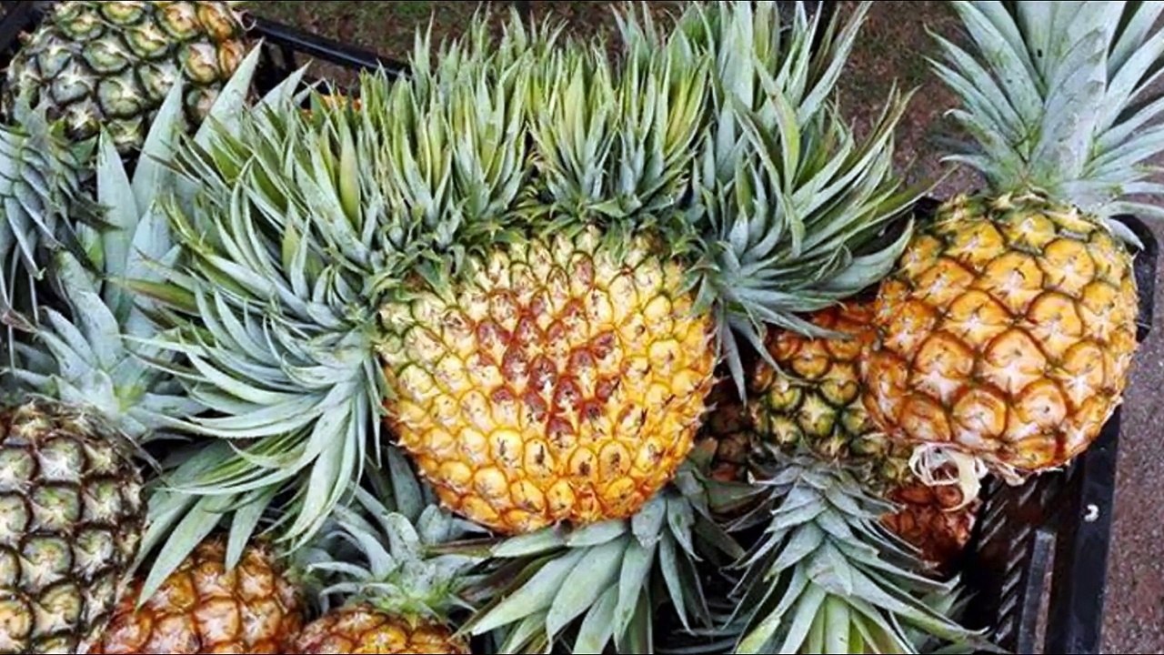 Organic Fruit and Vegetables Sydney - Republic of Organic