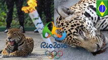 Jaguar killed at Olympic torch lighting: Brazil botches torch ceremony in Manaus - TomoNews