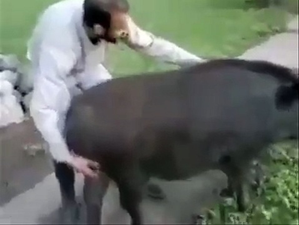 Sitting on the pig and run: