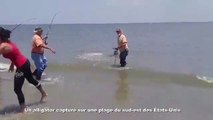Un alligator capturé sur une plage du sud-est des États-Unis