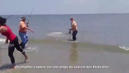 Un alligator capturé sur une plage du sud-est des États-Unis