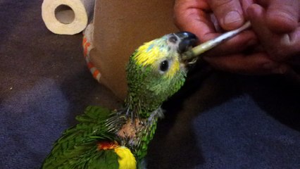 baby blue fronted amazon feeding time
