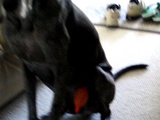 Scooby is the victim of a static electricity demonstration.