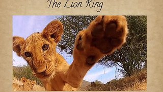 The Lion King Safari Expo