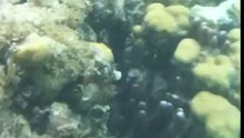 Finding dory and nemo