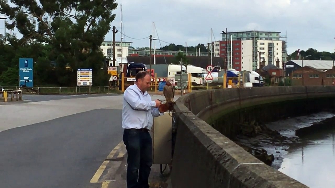 Tony James releases a young peregrine falcon ba...