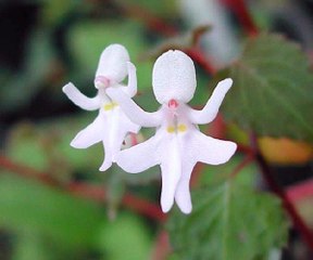 Top 10 Most Expensive Rare Flowers In the World 2016