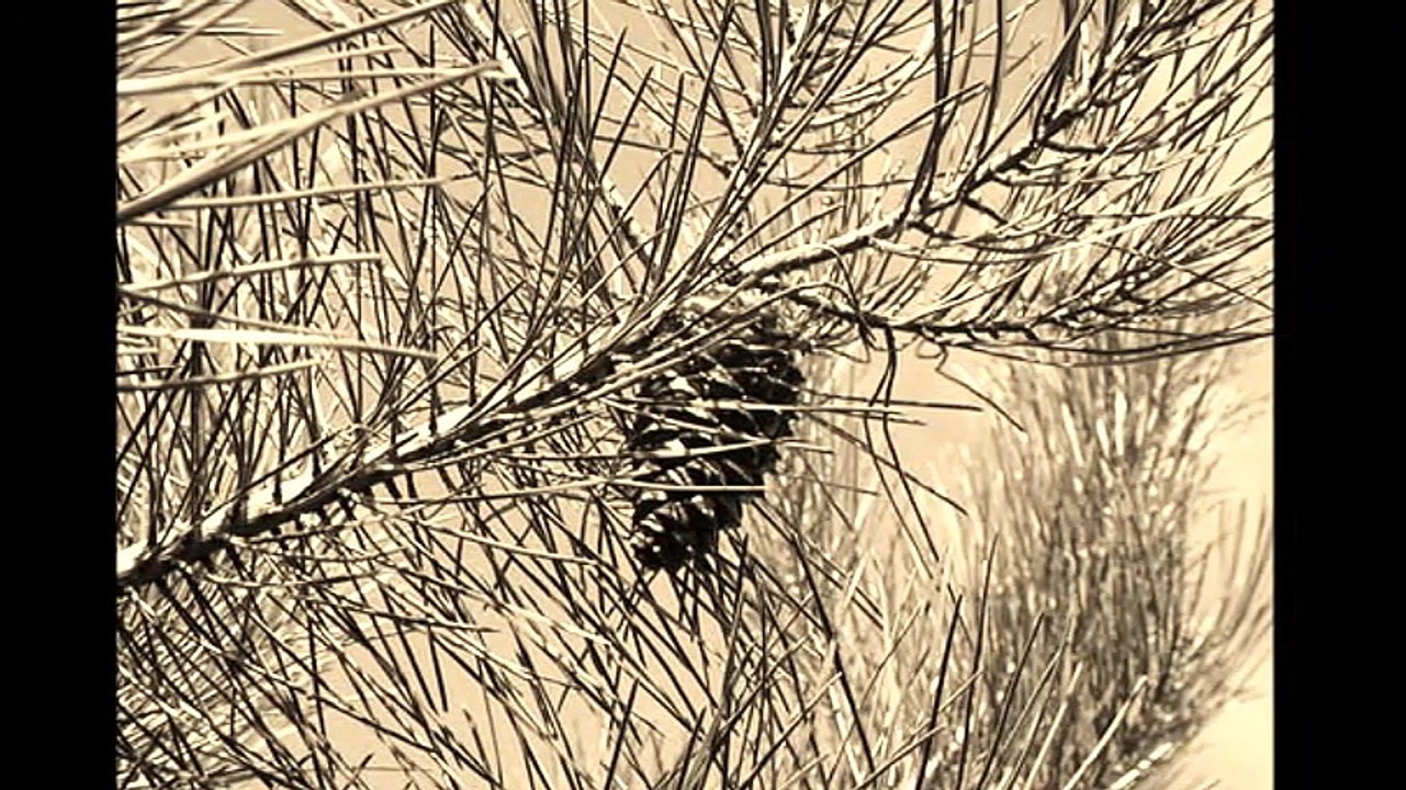 chez nous dans les landes