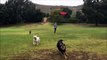 Assommée par son chien qui essaie d'attraper un frisbee ! Coup de tête