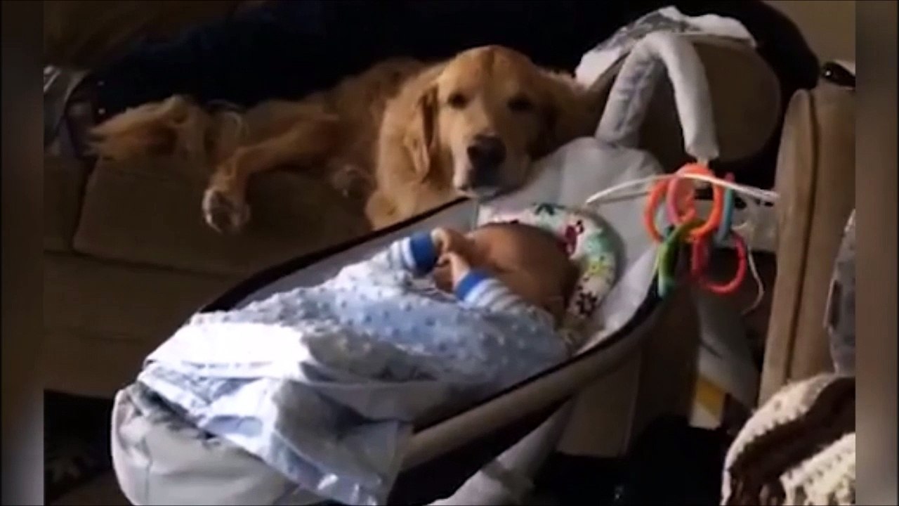 Quand ton chien berce ton bébé... Pratique