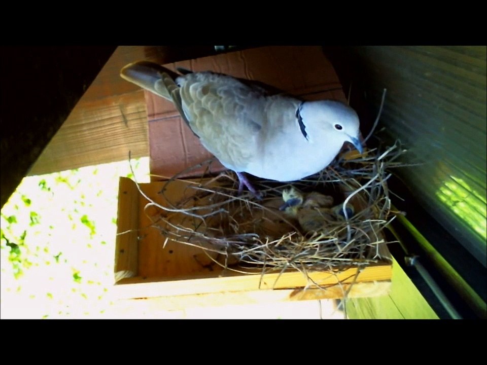 Tourterelles et ses 2 petits