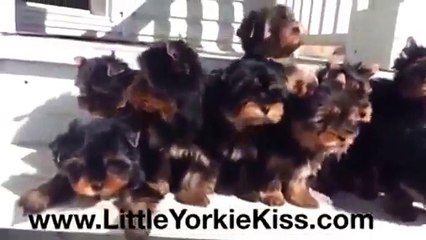 www.LITTLEYORKIEKISS.com June 24 & 25, 2015 Litters (5 Girls & 5 Boys)