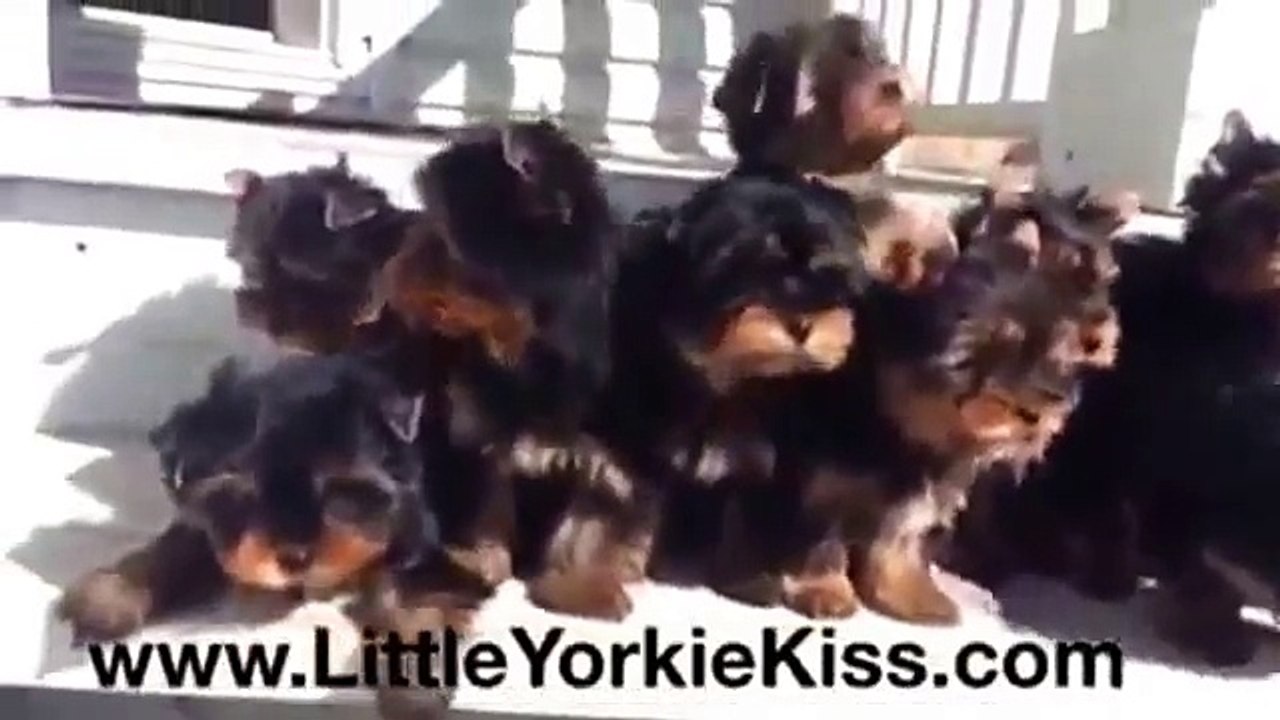 www.LITTLEYORKIEKISS.com June 24 & 25, 2015 Litters (5 Girls & 5 Boys)