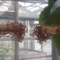 Ants form bridge in great display of teamwork