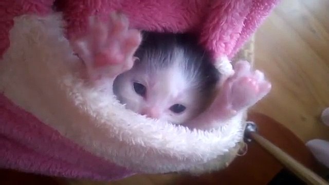 Il gattino più tenero del mondo! Avete mai visto niente di più bello?