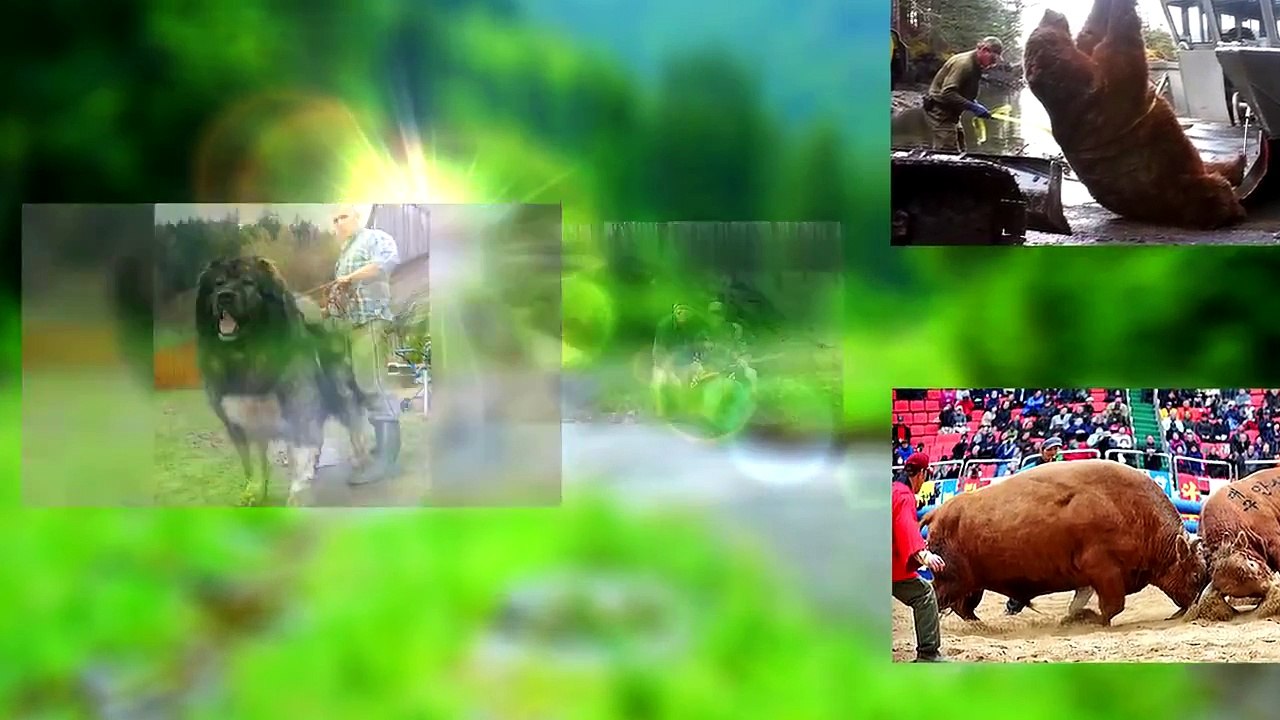 BIGGEST EAGLE ATTACKS   EAGLE VS ANIMALS