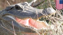 Alligator attacks old man: Gator killed in Florida after chomping on old man’s leg - TomoNews