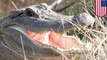 Alligator attacks old man: Gator killed in Florida after chomping on old man’s leg - TomoNews