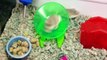Cute Hamsters Doing Funny Things- Cute And Funny Animal Videos