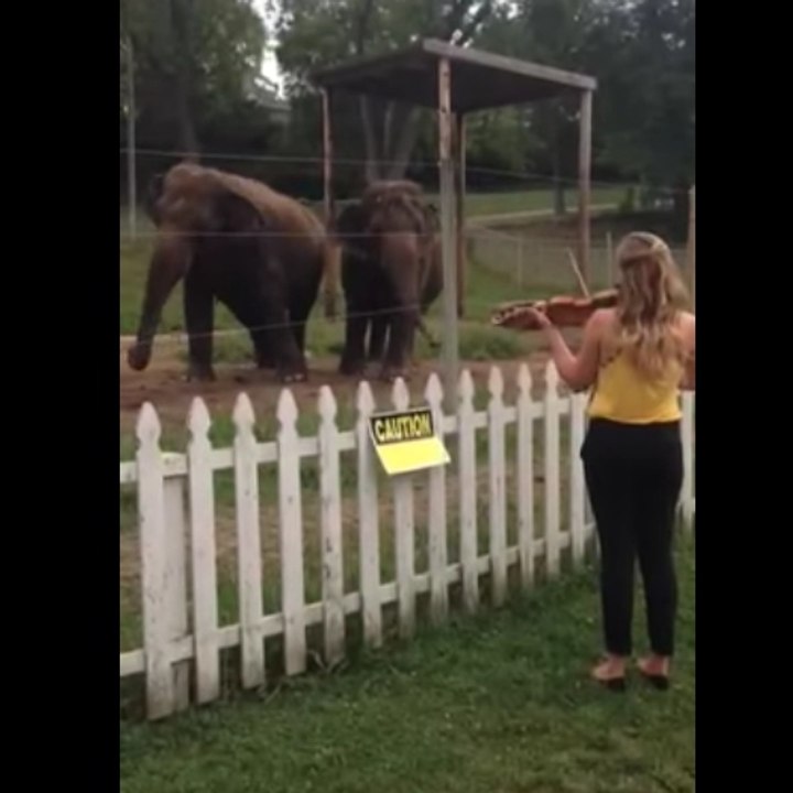 An elephant two-step