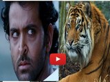 OMG!! Hrithik Roshan To Fight With Tigers In 
