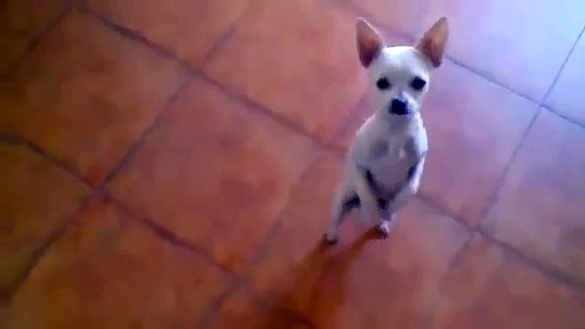 Ce chien a le rythme dans la peau quand il danse un flamenco !