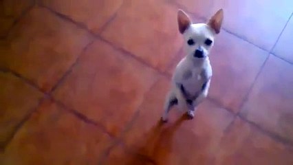 Ce chien danse le flamenco à la perfection