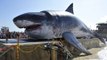World's Biggest Shark Ever Found - Real Megalodon Found | OPTV