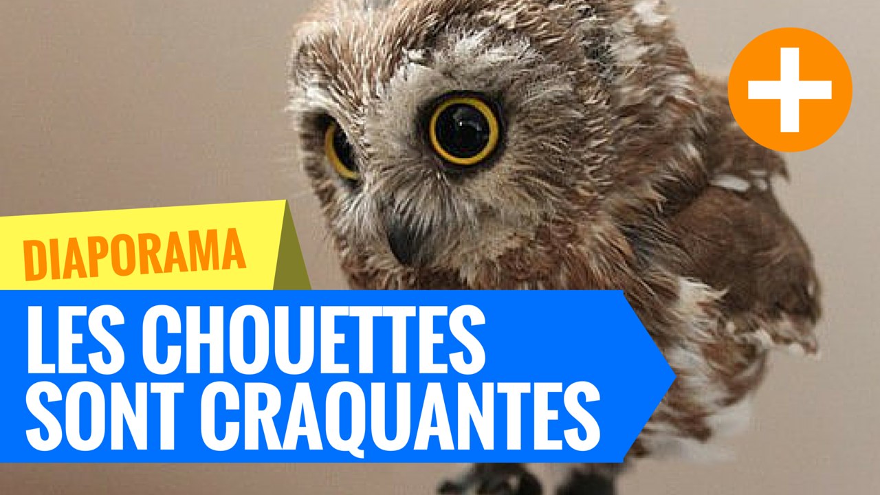 Les chouettes sont chouettes ! La preuve en 25 photos.