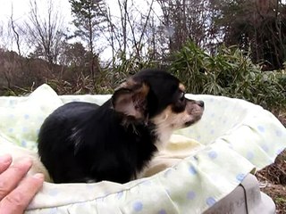 チワワ・ロングコート子犬08/27生れメス【chi120827f001kro】b08