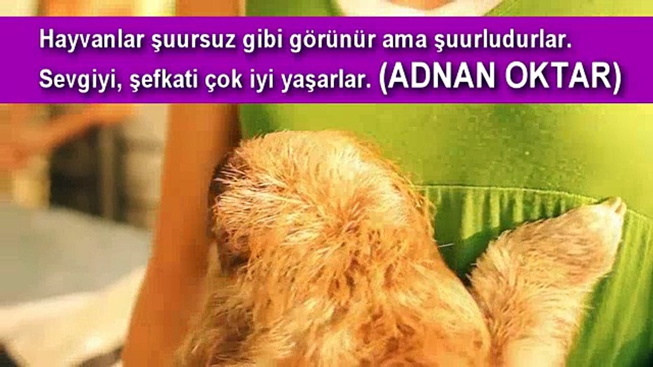 Sevimli Canlilar