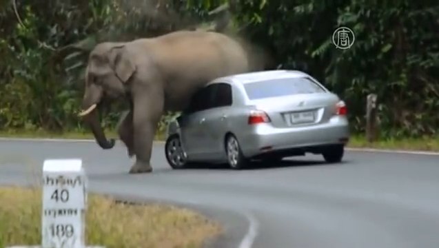 Вы такое не видели? Дикий слон ломает машины! Ужас