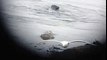 Phoques gris à Saint-Marcouf (Réserve de l'île de Terre) 27/04/2015
