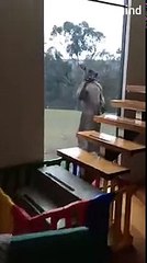 Big Kangaroo trying to break glass window, Horrifying.