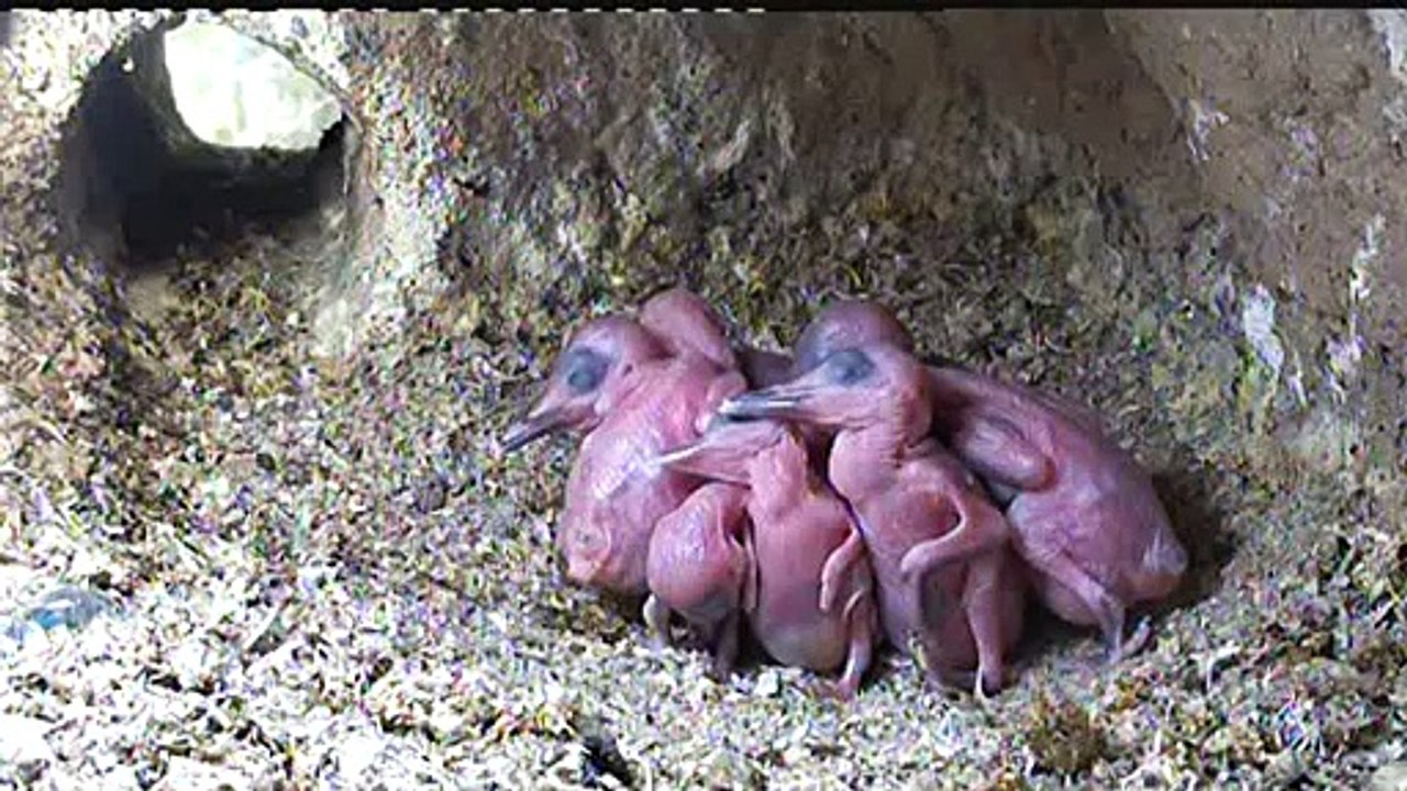 Live aus der Eisvogel Bruthoehle (528)