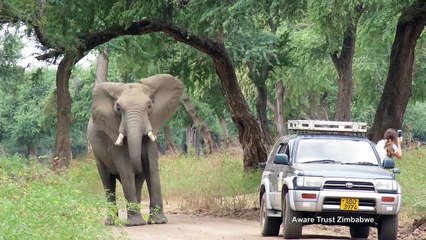 Dramatic video of elephant being saved after poachers shot him