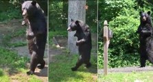 Il filme un ours qui marche comme un humain debout sur ses pattes arrières