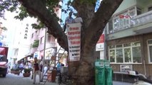 Eskişehir Asırlık Çınar Ağacı Üzerinde Basın Açıklaması Yaptı