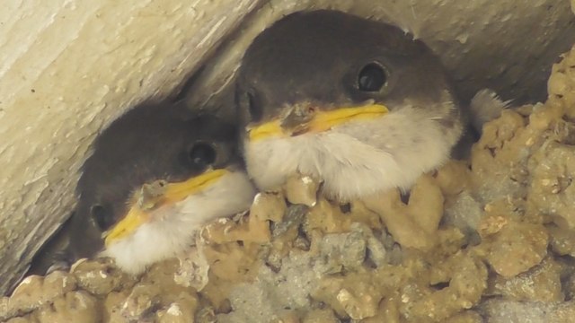 Des hirondelles de fenêtre à Langueux 2016