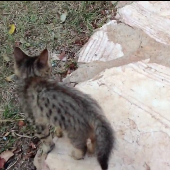 Un chaton et un petit singe jouent ensemble