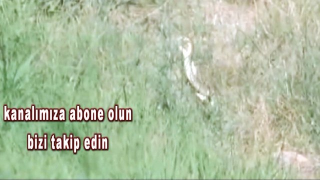Yılanların dansını saniye saniye görüntüledi !!!!