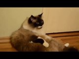 This Cat Displays Some Ninja-Like Reflexes