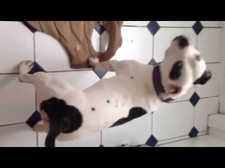 Dog Gets Very Excited When He Realizes He's in His New House