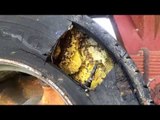 Beekeeper Safely Removes Bee Colony From Trailer Tire