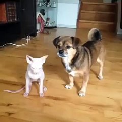 Who s your best friend Cute Cat & Dog Vine