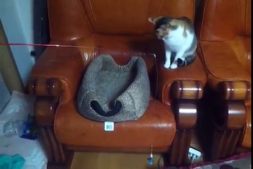 Funny Cat Video | Cat Fishes For Cat!