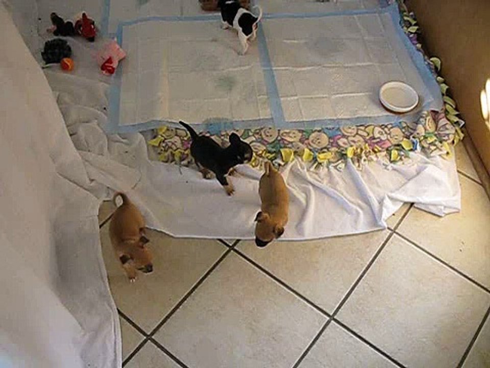 Belle's Babies 12-26 thru 28-09 014.avi