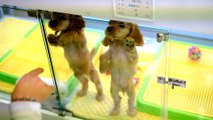 귀여운 강아지 애교 cute dog video