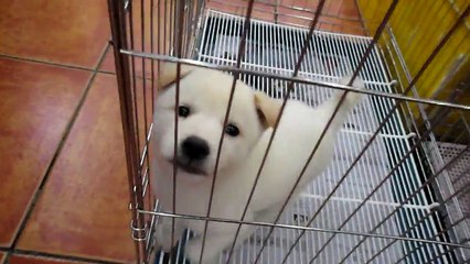 동물 병원에서 사는 귀여운 흰강아지 cute dog . Jeonju city . KOREA